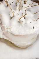 Überwinterte Hortensie - Hydrangea with Snow