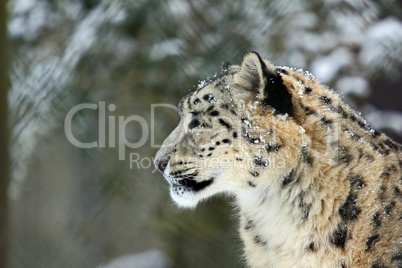 Schneeleopard,Snowleopard