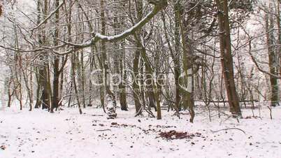 Woods in the winter snow