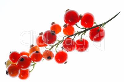 Johannisbeeren 03