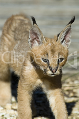 Junger Luchs 03