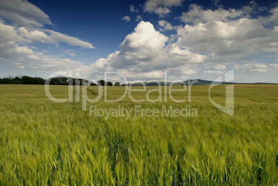 Kornfeld 15 Kornfeld 15