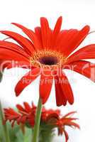 Gerbera 02