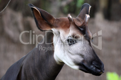 Okapi