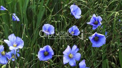 Blue Flowers Stabilized