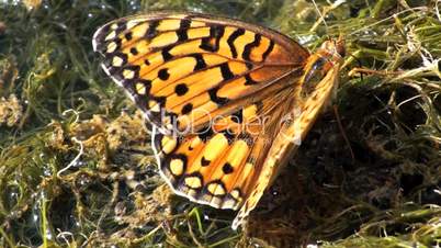 Butterfly Swamp