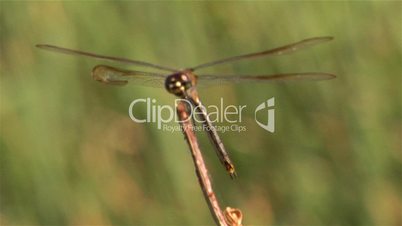 Dragon Fly Five