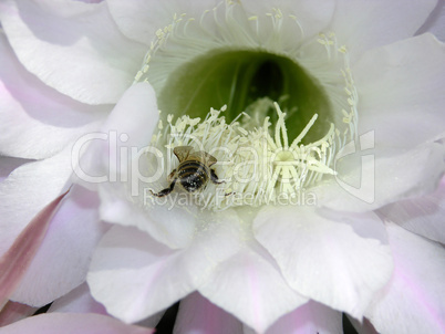 Kaktusbluete mit Biene bei der Nahrungssuche