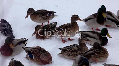 Pan ducks on the snow