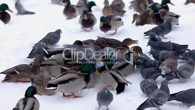 Ducks fight for food