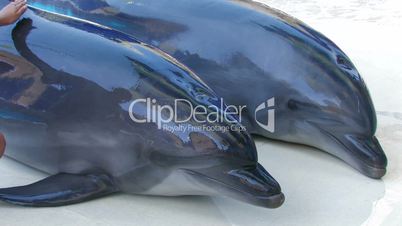 HD Two dolfins laying on the stage, closeup