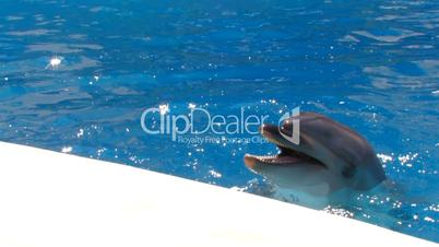 HD Dolphin playing with a green ball, closeup