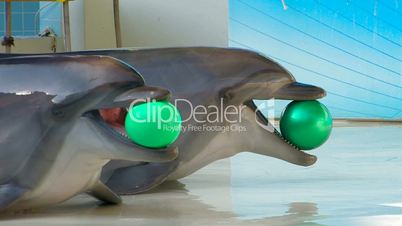 HD Two Dolphins playing with balls, closeup