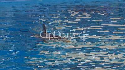 HD Dolphin like torpedo in blue water, closeup