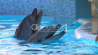 HD Two dolfins playing in the water, closeup