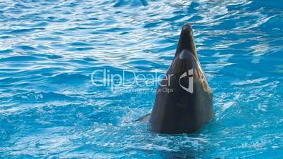 HD Dolfin moving around in blue water, closeup