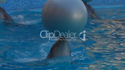 HD Dolphins performing in a dolphin show, playing with balls, closeup