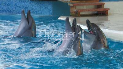 HD Dolphins performing in a dolphin show, closeup