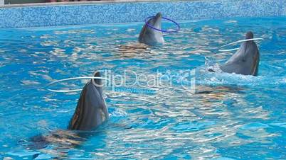 HD Three  performing dolphins playing with hoops in blue water, closeup