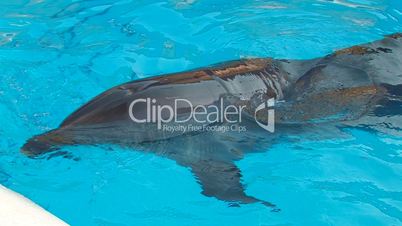 HD Dolphin diving in blue water, , closeup