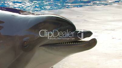 HD Smiling dolphin, closeup