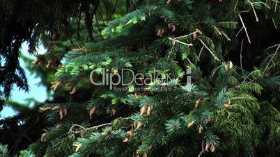 Pine Tree Branches