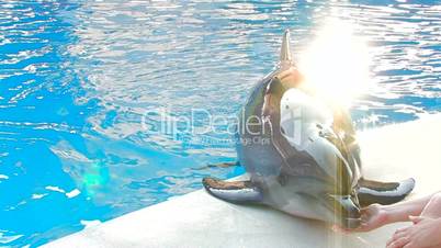 HD  Dolfin laying on the stage and diving into Swimming Pool, closeup