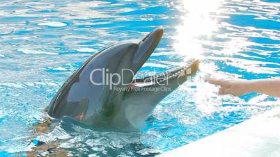 HD young woman playing with smiling dolfin, closeup