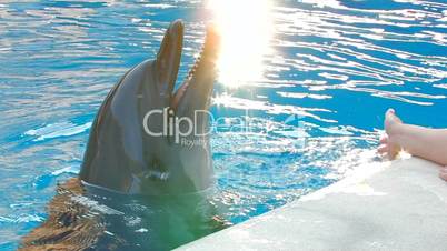 HD hand playing with smiling dolfin, closeup