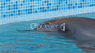 HD Dolphin swimming in blue water, closeup