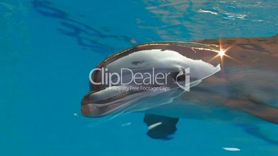 HD Motionless Dolphin in swimming pool, closeup