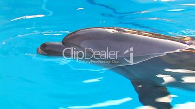 HD Motionless Dolphin in swimming pool, closeup