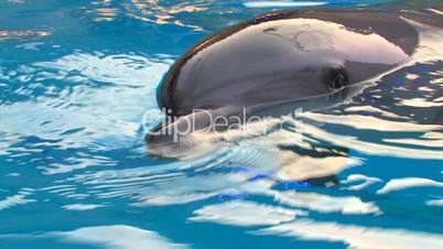 HD Dolphin swimming in illuminated blue water, closeup