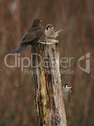 Feldsperlinge und Amsel