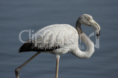 Junger Rosaflamingo (Phoenicopterus ruber)