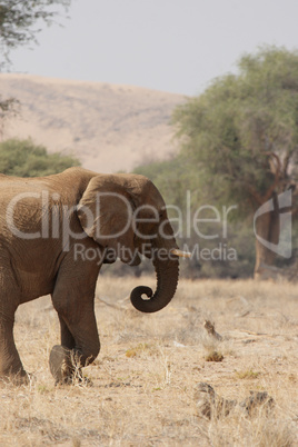 Wüstenelefant in Namibia