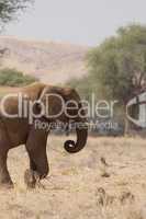 Wüstenelefant in Namibia