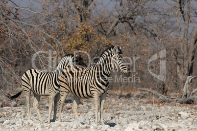 Steppenzebras