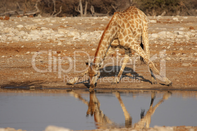 Trinkende Giraffe