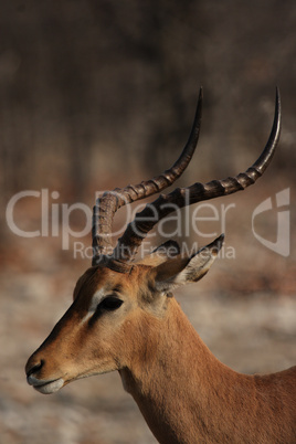 Schwarznasenimpala (Aepyceros melampus petersi)