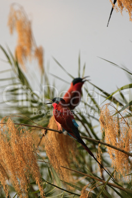 Scharlachspint (Merops nubicoides)