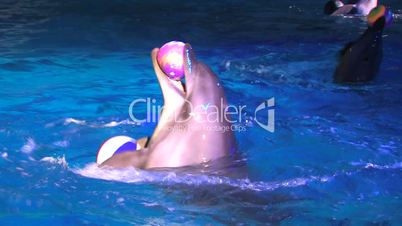 HD Two peforming dolfins moving around in blue water with balls, closeup