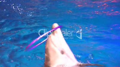 HD Dolphin turning hoop on the nose in illuminated blue water, closeup