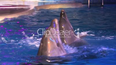 HD Group of dolfins moving around in blue water, closeup