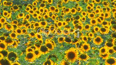 HD Panorama of Sunflower field, sunflowers swaying from the wind, closeup
