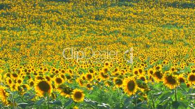 HD Panorama of Sunflower field