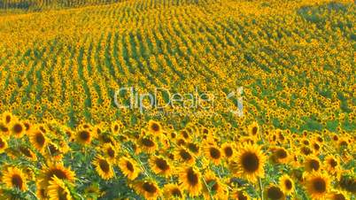 HD Sunflower field, sunflowers swaying from the wind