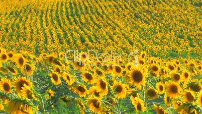 HD Sunflower field, sunflowers swaying from the wind, closeup
