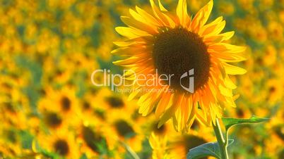 HD Beautiful yellow sunflower in the sun, Closeup