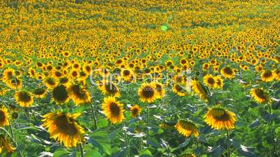 HD Panorama of Sunflower field, sunflowers swaying from the wind